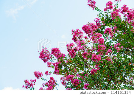 Crape myrtle flower Crape myrtle flower 114161334