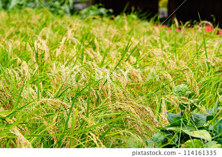 Autumn rice ear Autumn rice ear 114161335