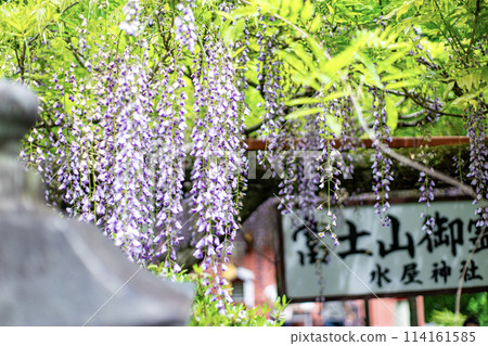 Dripping rattan flower Dripping rattan flower 114161585