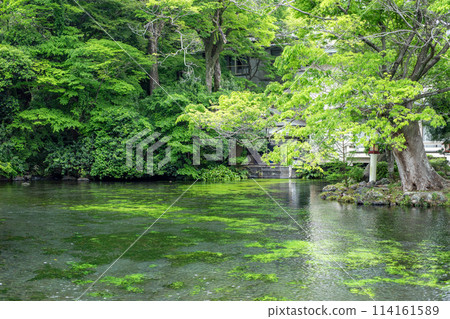 Spring spring pond Spring spring pond 114161589