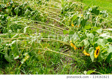 被強風吹倒的向日葵 被強風吹倒的向日葵 114161621