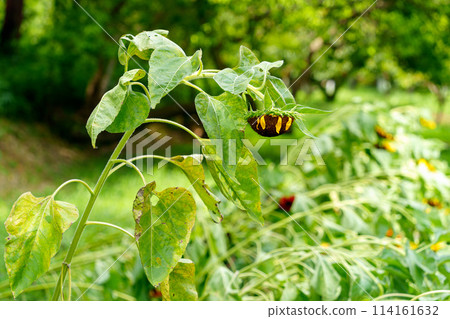 被強風吹倒的向日葵 被強風吹倒的向日葵 114161632