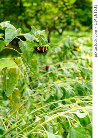 被強風吹倒的向日葵 114161633