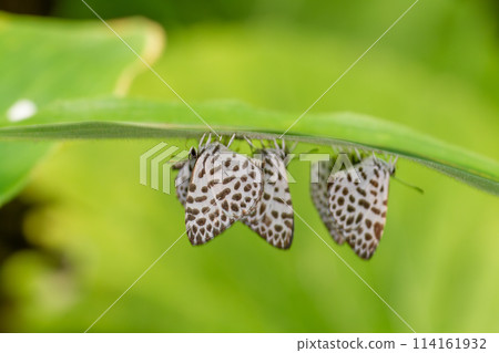 Goose Shimizu 114161932