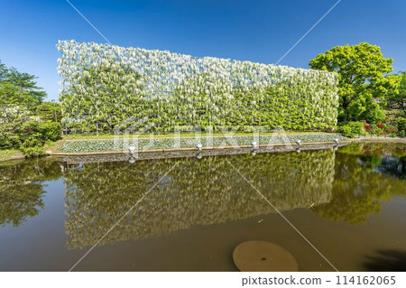 足利花卉公園,初夏盛開的白色紫藤瀑布,栃木縣足利市 足利花卉公園,初夏盛開的白色紫藤瀑布,栃木縣足利市 114162065