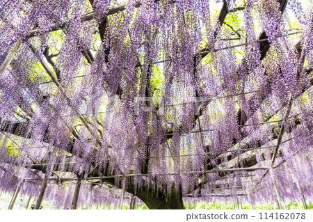 初夏綻放的大紫藤花 足利花卉公園 栃木縣足利市 初夏綻放的大紫藤花 足利花卉公園 栃木縣足利市 114162078
