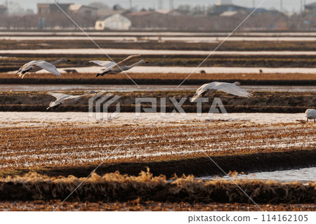 從稻田起飛的天鵝(青森縣) 從稻田起飛的天鵝(青森縣) 114162105