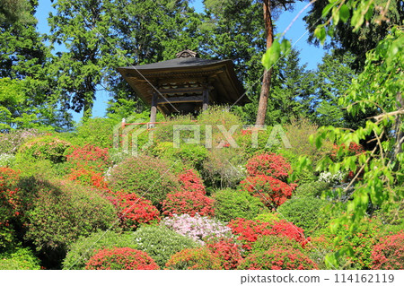 Ome City Shiofune Kannonji Temple Azalea Festival 114162119