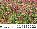 Safflower clover 114162122