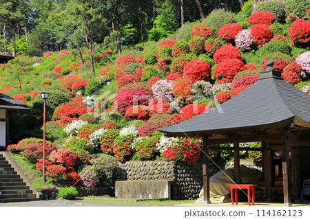 Ome City Shiofune Kannonji Temple Azalea Festival 114162123