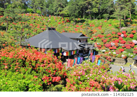 Ome City Shiofune Kannonji Temple Azalea Festival Ome City Shiofune Kannonji Temple Azalea Festival 114162125