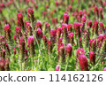 Safflower clover 114162126