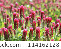 Safflower clover 114162128