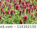 Safflower clover 114162130