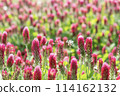 Safflower clover 114162132