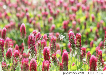 妻草紅花 妻草紅花 114162132