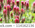 Safflower clover 114162136