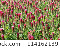 Safflower clover 114162139
