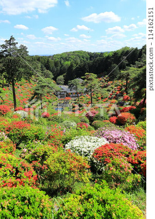 青梅市鹽船觀音寺杜鵑花節 114162151