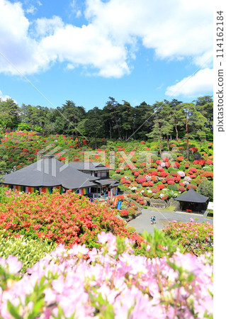 青梅市鹽船觀音寺杜鵑花節 114162184