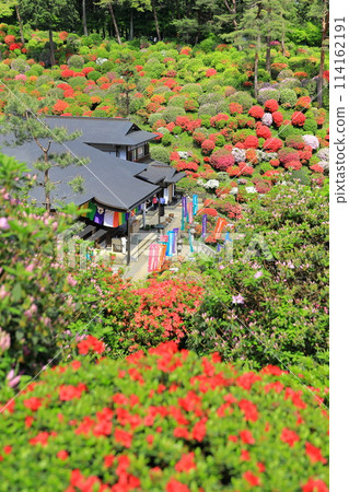 Ome City Shiofune Kannonji Temple Azalea Festival 114162191