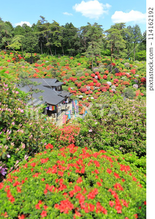 青梅市鹽船觀音寺杜鵑花節 114162192