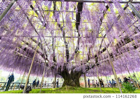 Wisteria flowers blooming in early summer at Ashikaga Flower Park in Ashikaga City, Tochigi Prefecture 114162268