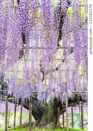 初夏綻放的大紫藤花 足利花卉公園 栃木縣足利市 初夏綻放的大紫藤花 足利花卉公園 栃木縣足利市 114162270