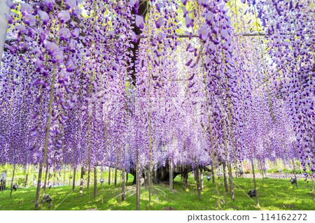 初夏綻放的大紫藤花 足利花卉公園 栃木縣足利市 114162272