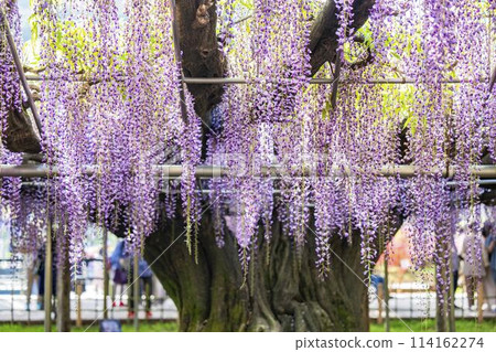 初夏綻放的大紫藤花 足利花卉公園 栃木縣足利市 114162274