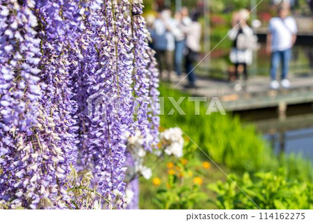 初夏綻放的大紫藤花 足利花卉公園 栃木縣足利市 初夏綻放的大紫藤花 足利花卉公園 栃木縣足利市 114162275