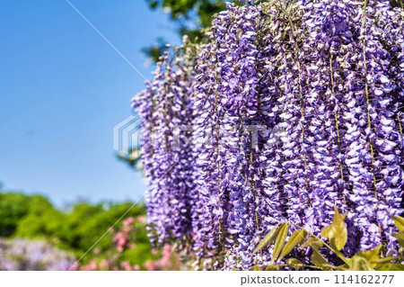 Wisteria flowers blooming in early summer at Ashikaga Flower Park in Ashikaga City, Tochigi Prefecture 114162277