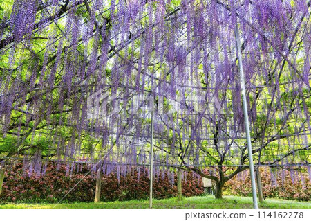 A dome of wisteria in full bloom in early summer at Ashikaga Flower Park in Ashikaga City, Tochigi Prefecture A dome of wisteria in full bloom in early summer at Ashikaga Flower Park in Ashikaga City, Tochigi Prefecture 114162278