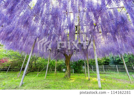 Wisteria flowers blooming in early summer at Ashikaga Flower Park in Ashikaga City, Tochigi Prefecture Wisteria flowers blooming in early summer at Ashikaga Flower Park in Ashikaga City, Tochigi Prefecture 114162281