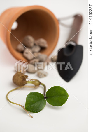 Propagation of a zamioculcas zamiifolia in a clay pot. 114162287