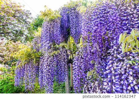 Purple wisteria flowers blooming in early summer at Ashikaga Flower Park in Ashikaga City, Tochigi Prefecture 114162347