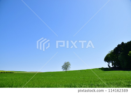Spirit Tree Spirit Tree 114162389