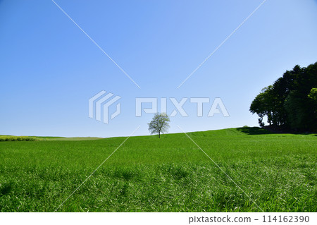 Spirit Tree 114162390
