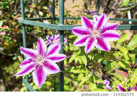 初夏綻放的鐵線蓮Doctor Rappel 栃木縣足利市足利花卉公園 114162573