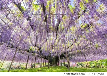 初夏綻放的大紫藤花 足利花卉公園 栃木縣足利市 初夏綻放的大紫藤花 足利花卉公園 栃木縣足利市 114162581