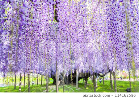 Large wisteria flowers blooming in early summer at Ashikaga Flower Park in Ashikaga City, Tochigi Prefecture Large wisteria flowers blooming in early summer at Ashikaga Flower Park in Ashikaga City, Tochigi Prefecture 114162586