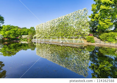 足利花卉公園,初夏盛開的白色紫藤瀑布,栃木縣足利市 足利花卉公園,初夏盛開的白色紫藤瀑布,栃木縣足利市 114162588