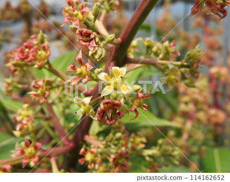 Mango flower in full bloom Mango flower in full bloom 114162652