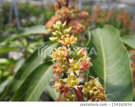 芒果花盛開 芒果花盛開 114162654