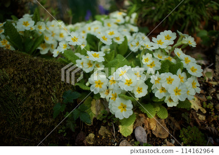 Early morning, dim light, Primula julienne flowers. A sweet-scented garden. The flower's meaning is "youthful love." 114162964