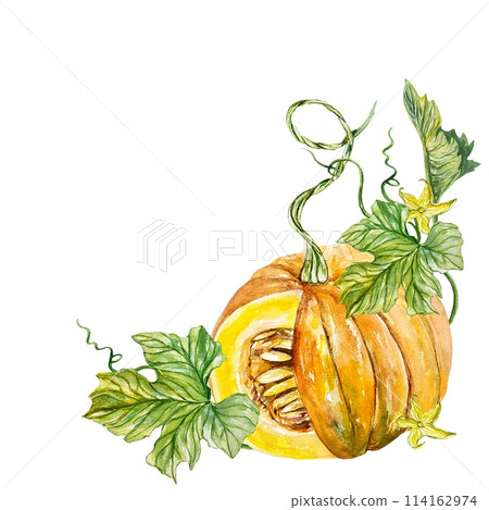 Botanical pumpkin, vegetable, leaves, flowers. Hand drawn watercolor illustration isolated on white background. Cards, invitations, banners, textiles. Botanical pumpkin, vegetable, leaves, flowers. Hand drawn watercolor illustration isolated on white background. Cards, invitations, banners, textiles. 114162974