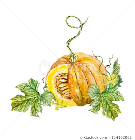 Botanical pumpkin, vegetable, leaves, flowers. Autumn. Hand drawn watercolor illustration isolated on white background. Cards, invitations, banners. Botanical pumpkin, vegetable, leaves, flowers. Autumn. Hand drawn watercolor illustration isolated on white background. Cards, invitations, banners. 114162991