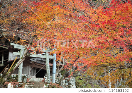 Bright red autumn leaves, maple trees, shrines Bright red autumn leaves, maple trees, shrines 114163102