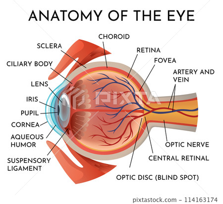 Anatomy of eye. Human organ structure infographics, side view. Muscles of human eye. Detailed illustration isolated on white background 114163174