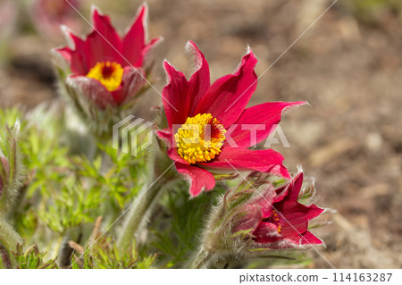 Early spring flower. Pasque flower (or pasqueflower) 114163287